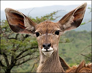 Africa 2007